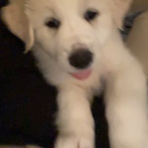 Meet your Posher, Tracey